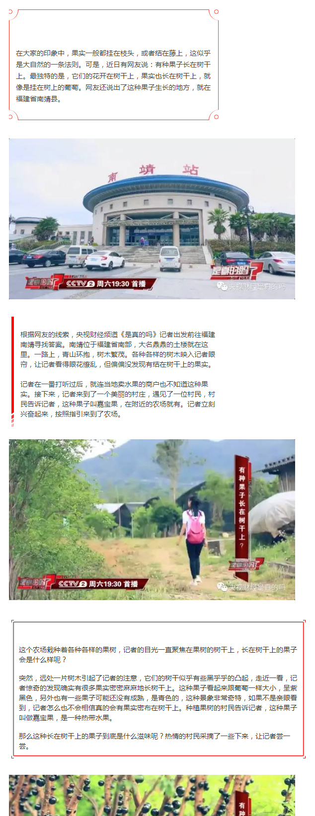  【是真的吗】有种果子长在树干上？
