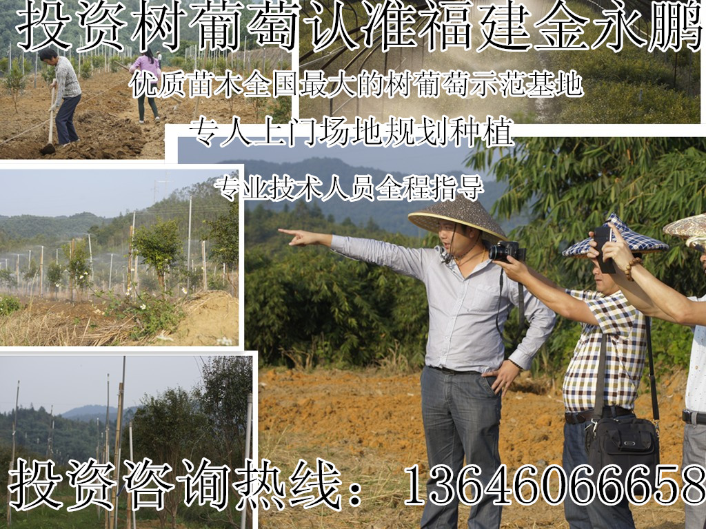 中华瑰宝原始森林里的特种水果——金永鹏树葡萄（嘉宝果）